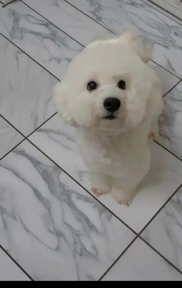 White Poodle Female