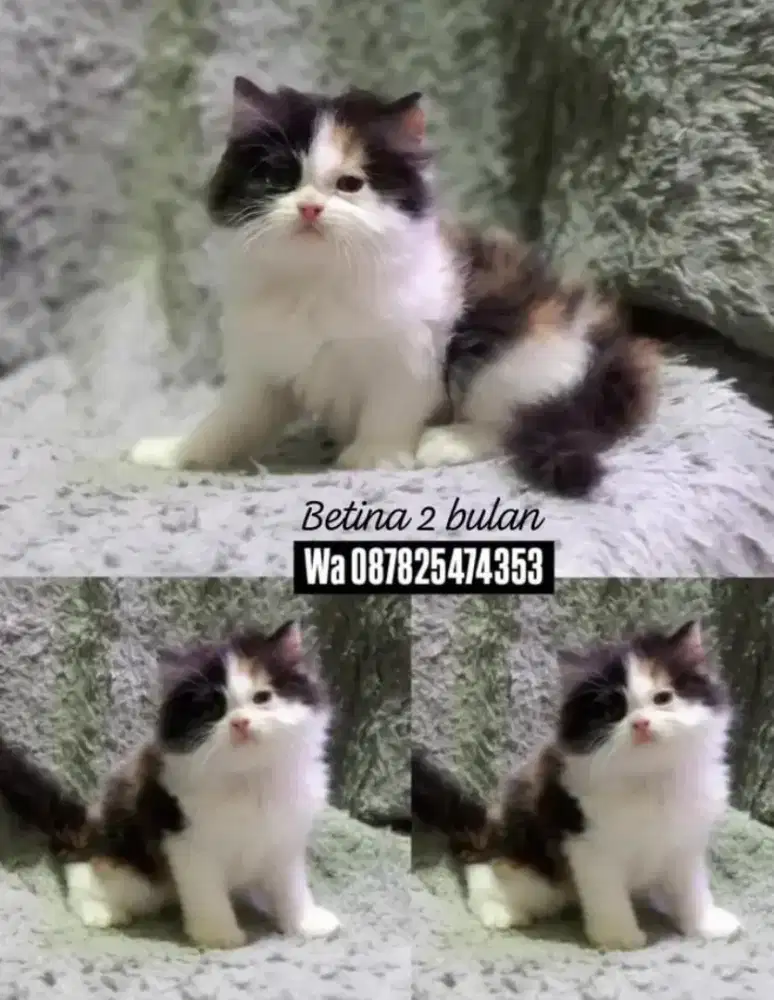 Kucing persia gimbul