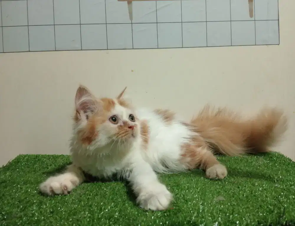 Kucing persia/Betina/3 bulan