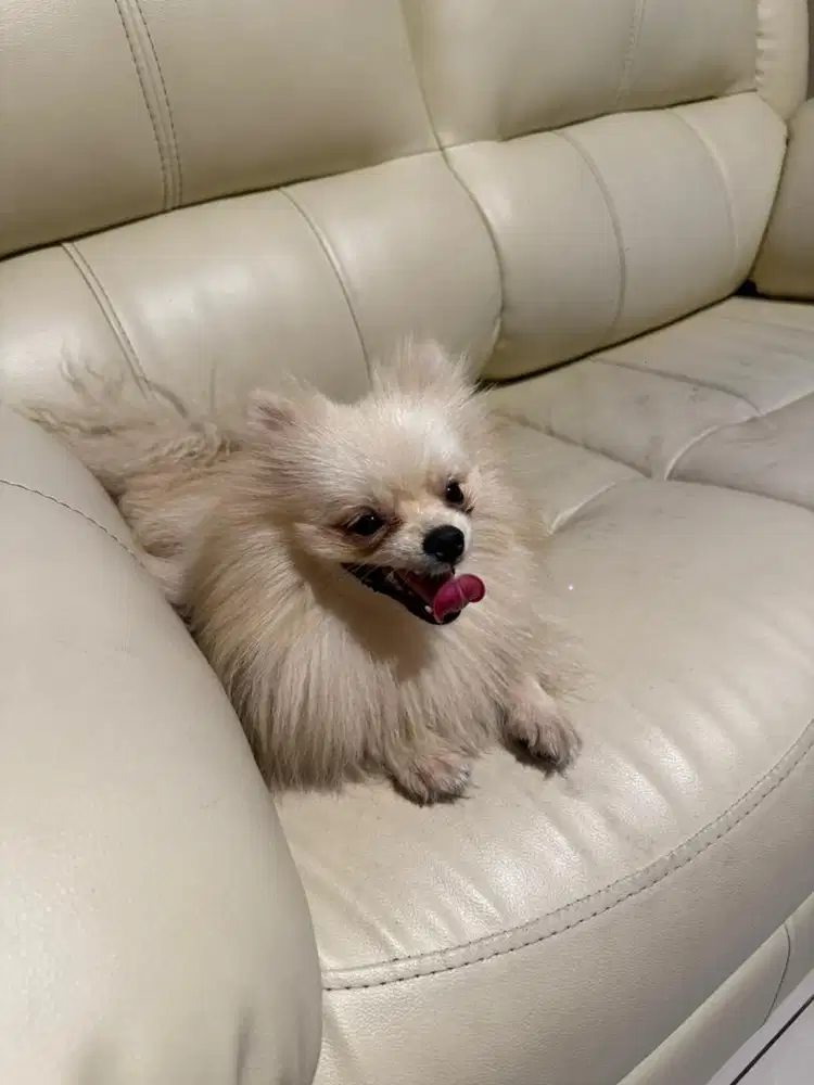 Open adops mini pom rumahan