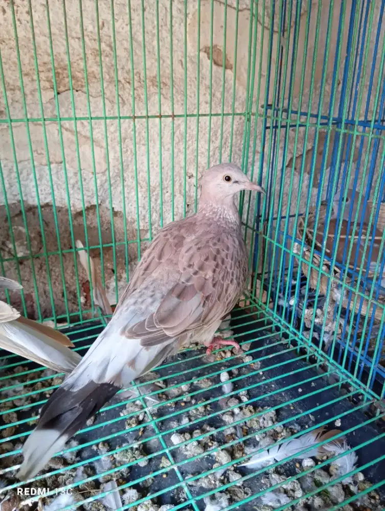 Burung derkuku leopard