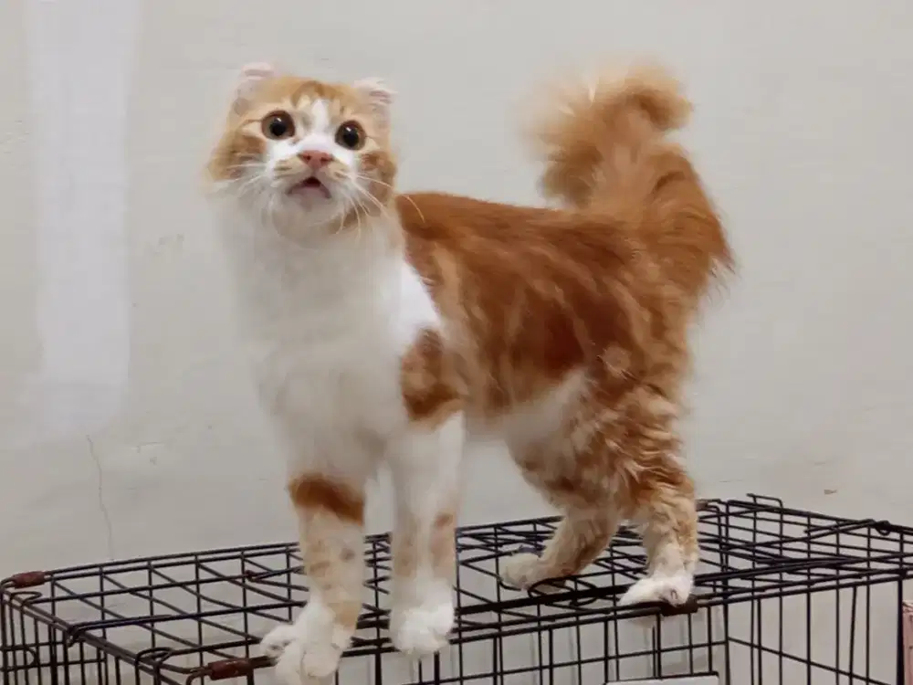 Kucing telinga kecil