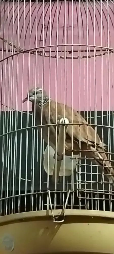 Jual burung derkuku mkh cemong kuk 2 sandung 3 gacor