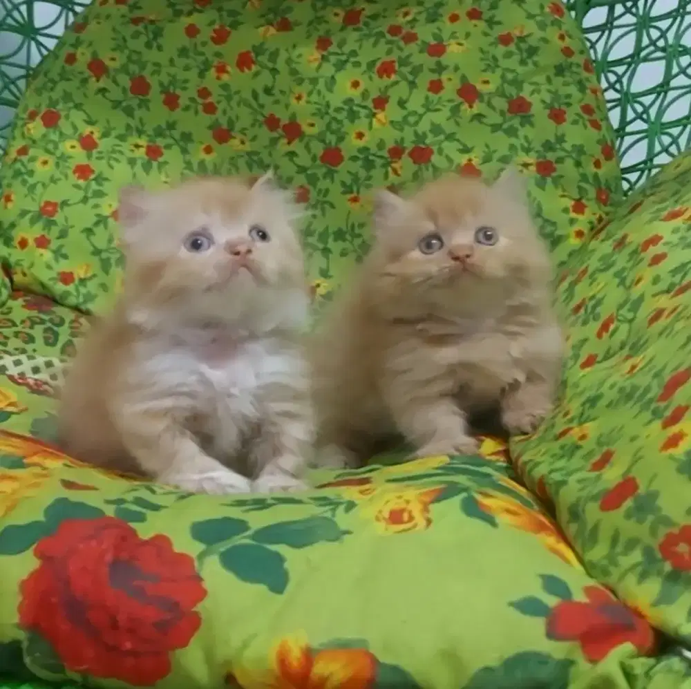 Sepasang Munchkin Minuete Super cebol