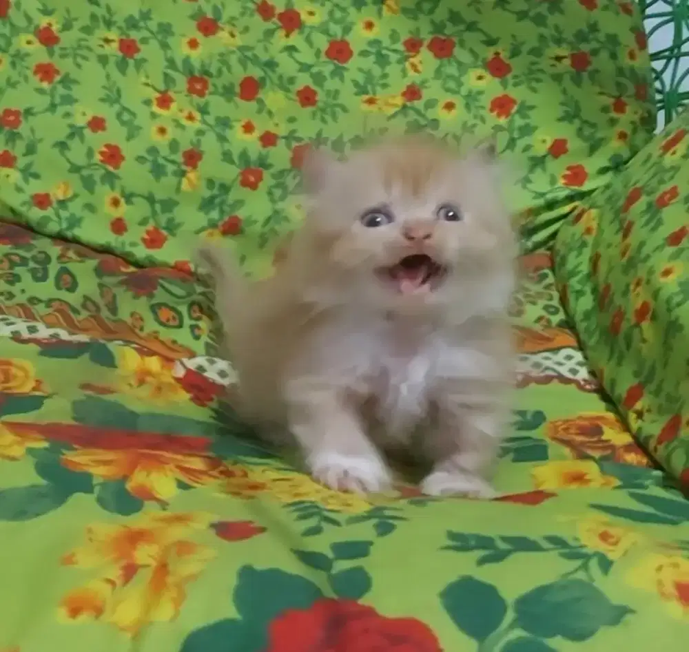 Munchkin Minuete Female Bico Red