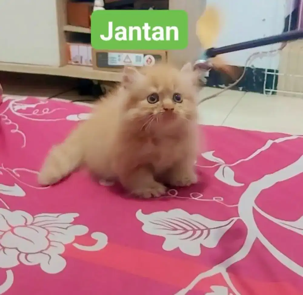 Munchkin Minuete Male Red Super Cebol