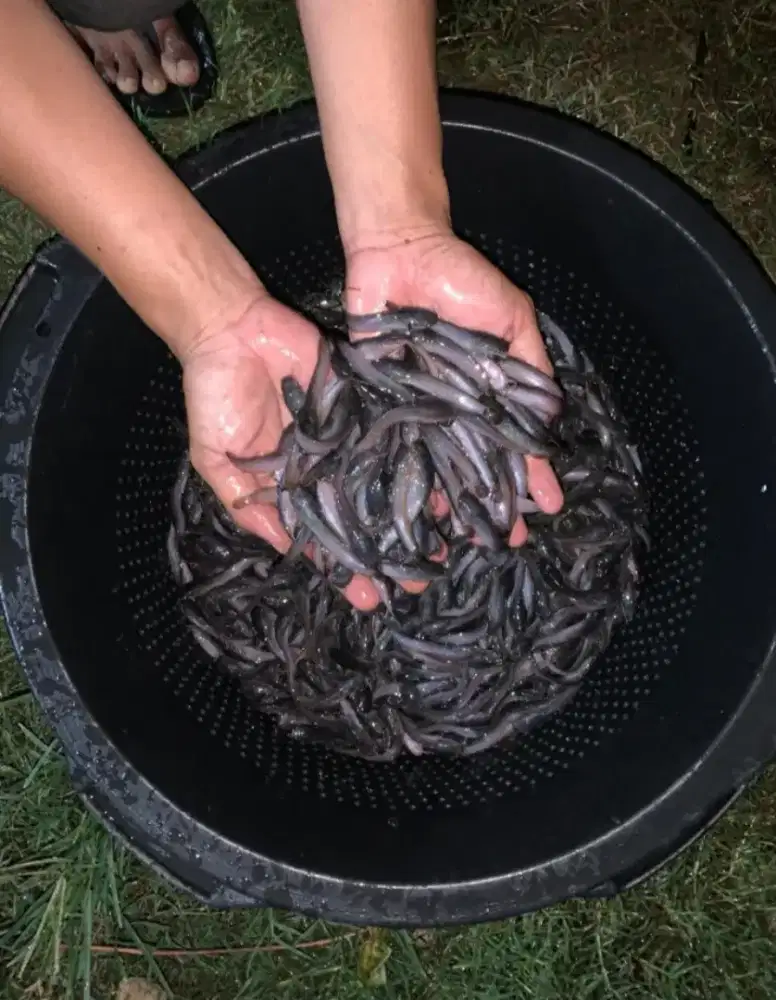 Bibit lele Sangkuriang Ukuran 7.8