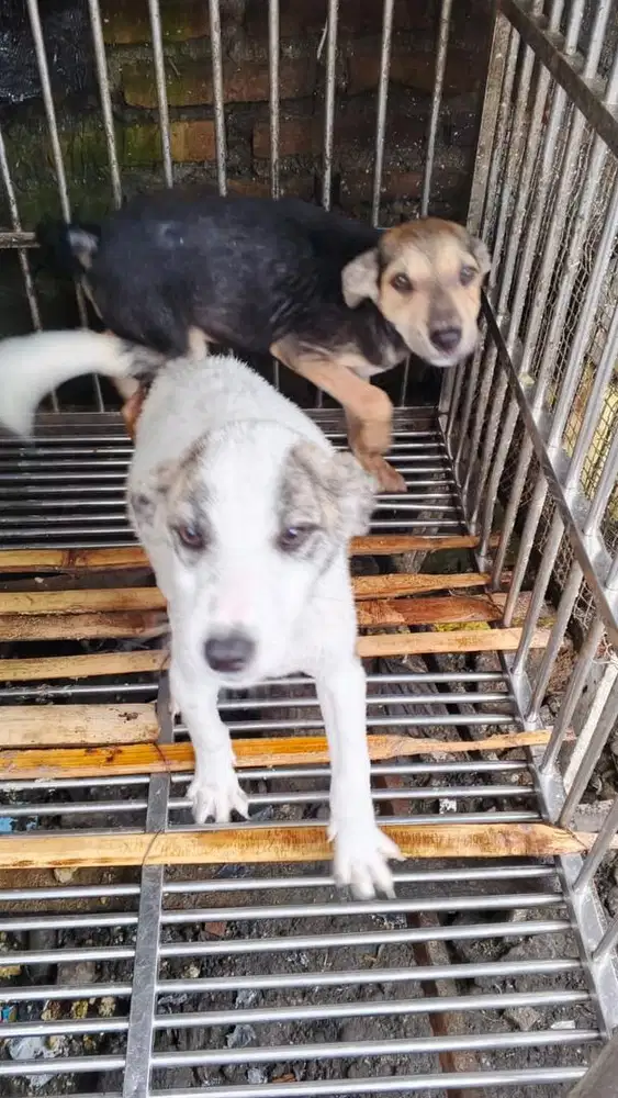 Anak anjing kampung