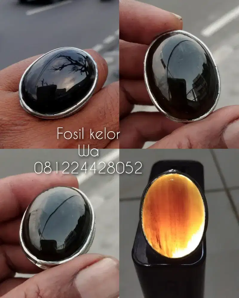 Batu Fosil Kelor Lawas