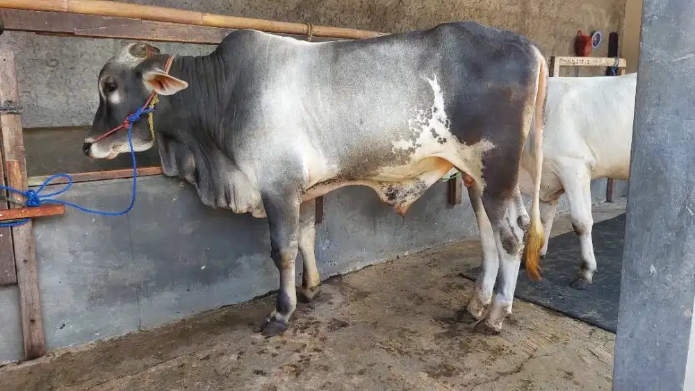 Sapi Pegon 550 kg-an / Sapi Besar Untuk Qurban