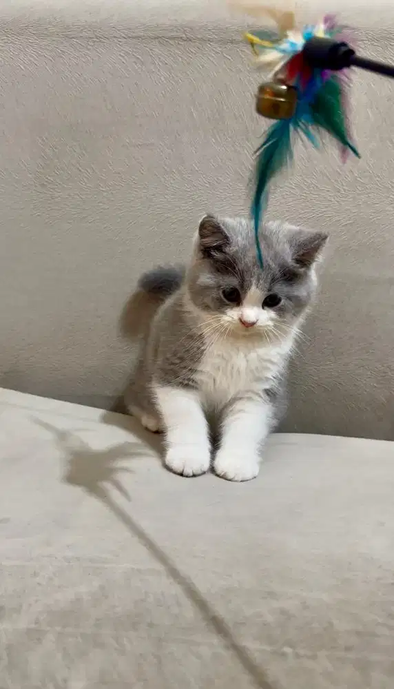 British Shorthair BSH Bicolor Betina