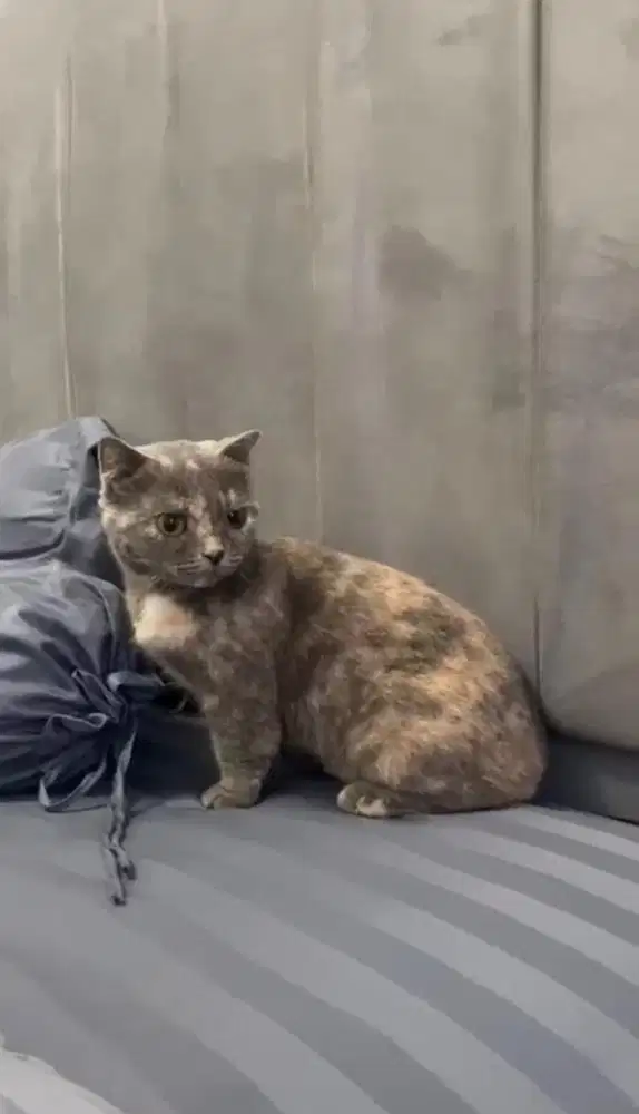 Indukan Munchkin Gaelic BSH Betina