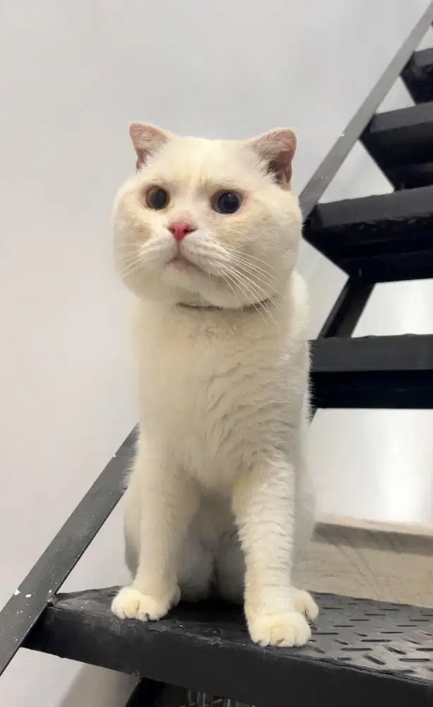 Jasa Pacak Kawin Kucing scottish fold