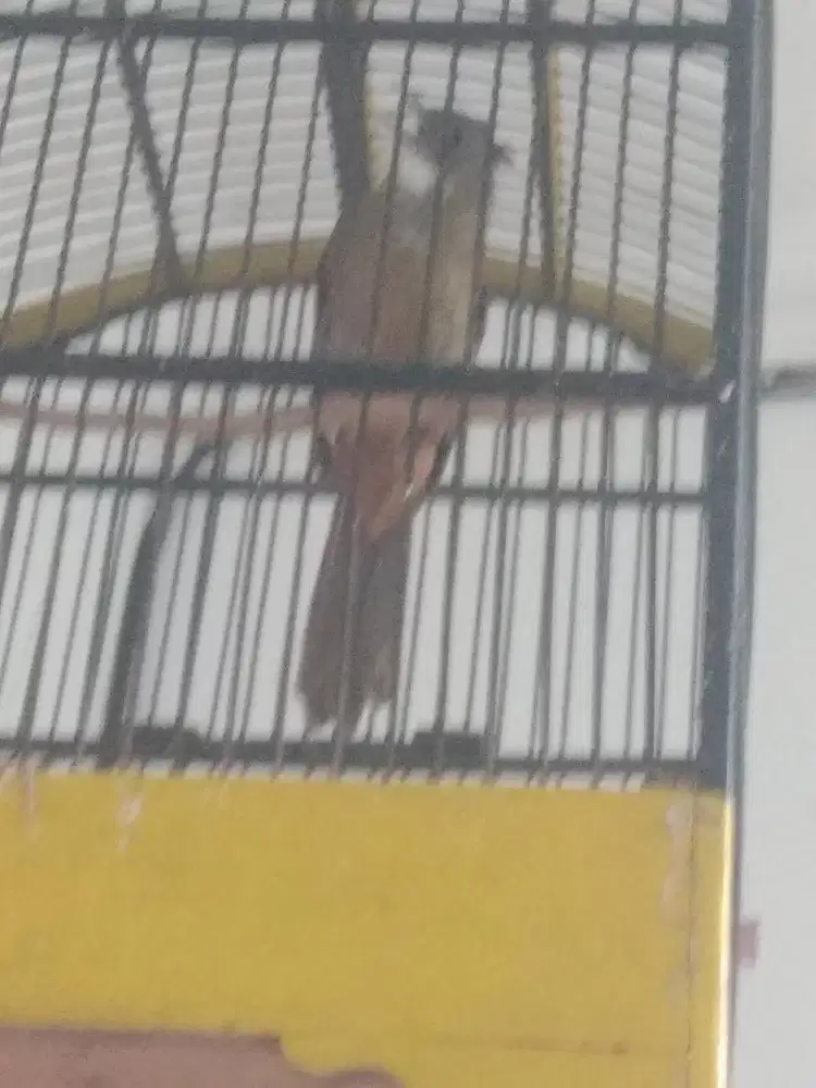 JUAL CAK JENGGOT MEDAN