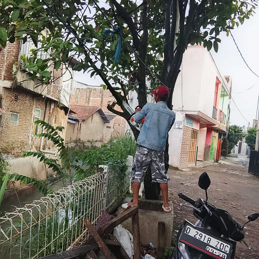 Cari pekerjaan untuk tebang pohon