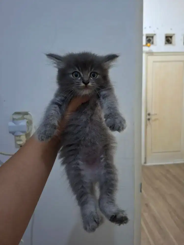 Kitten 3 bulan jantan