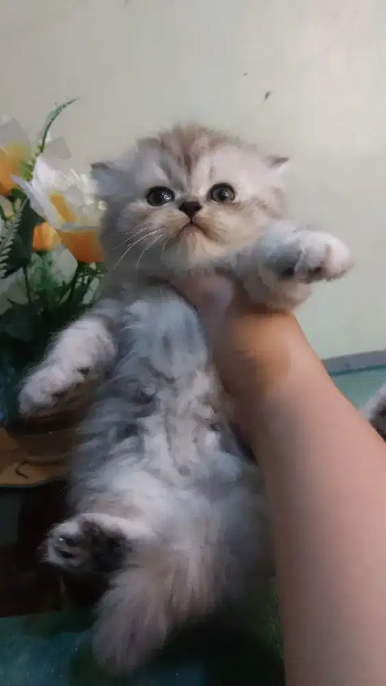 Kitten betina ras campuran peaknose dan persia