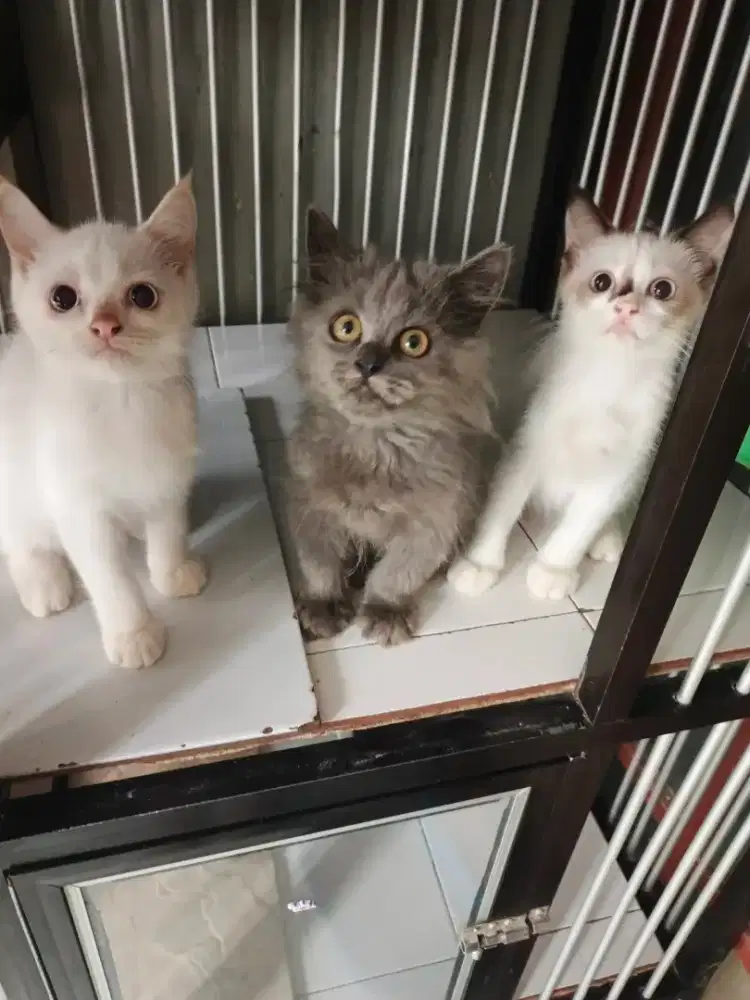 Persia jantan-betina 3 bulan