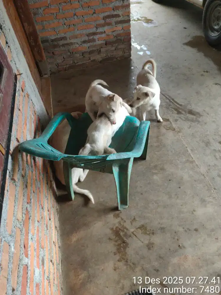 Anak anjing umur 5 bulan