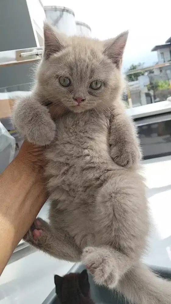 KITTEN RAS BSH USIA 2 BULAN