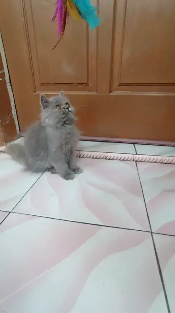 Kucing Kitten Persia semi flat Abu Solid, murah Favorit