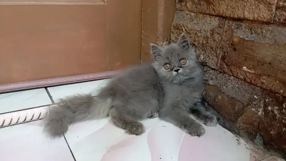 Kucing Persia Semi Flat Warna Favorit , Murmer 3,5bln Betina