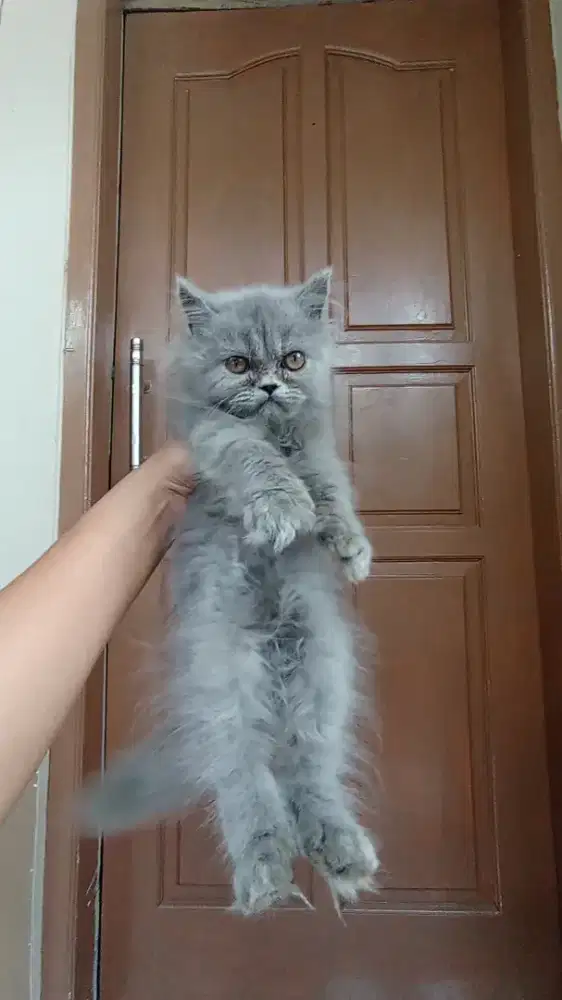 Kucing Kitten Persia Flatnose, Abu Solid Betina.