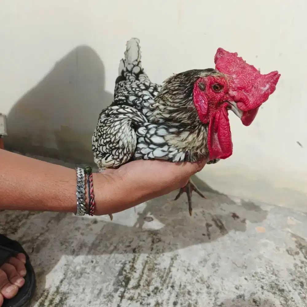 Ayam jantan motif batik