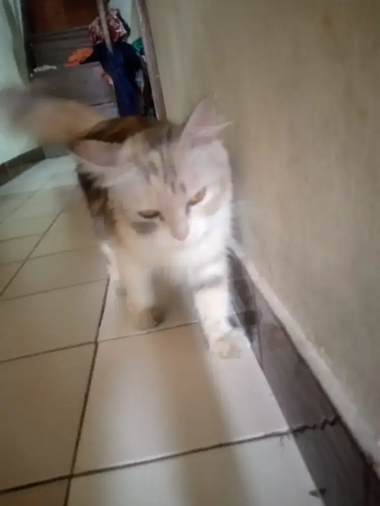 kucing Cewean.manja bulu bersih