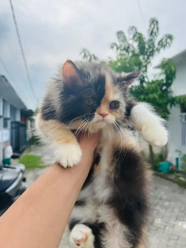 Kucing persia medium