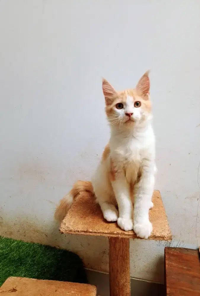 Kucing Kitten Mainecoon betina pure. Induk ped CFA