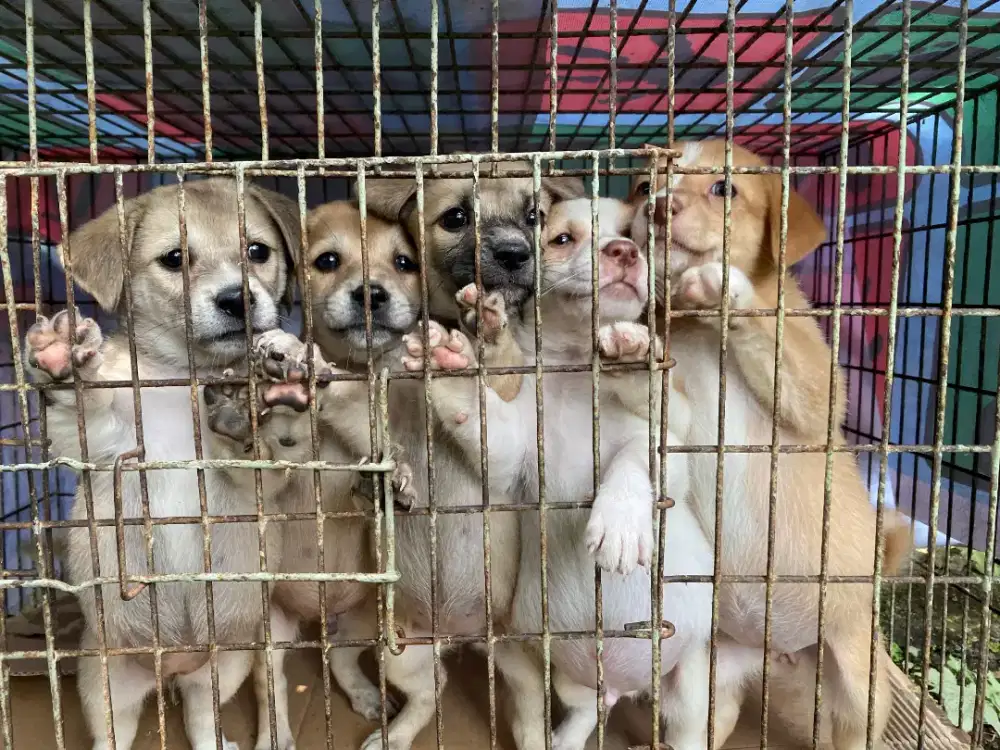 Dijual mix golden tekel