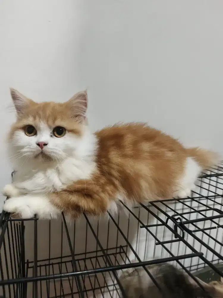 Scottis straight kitten jantan