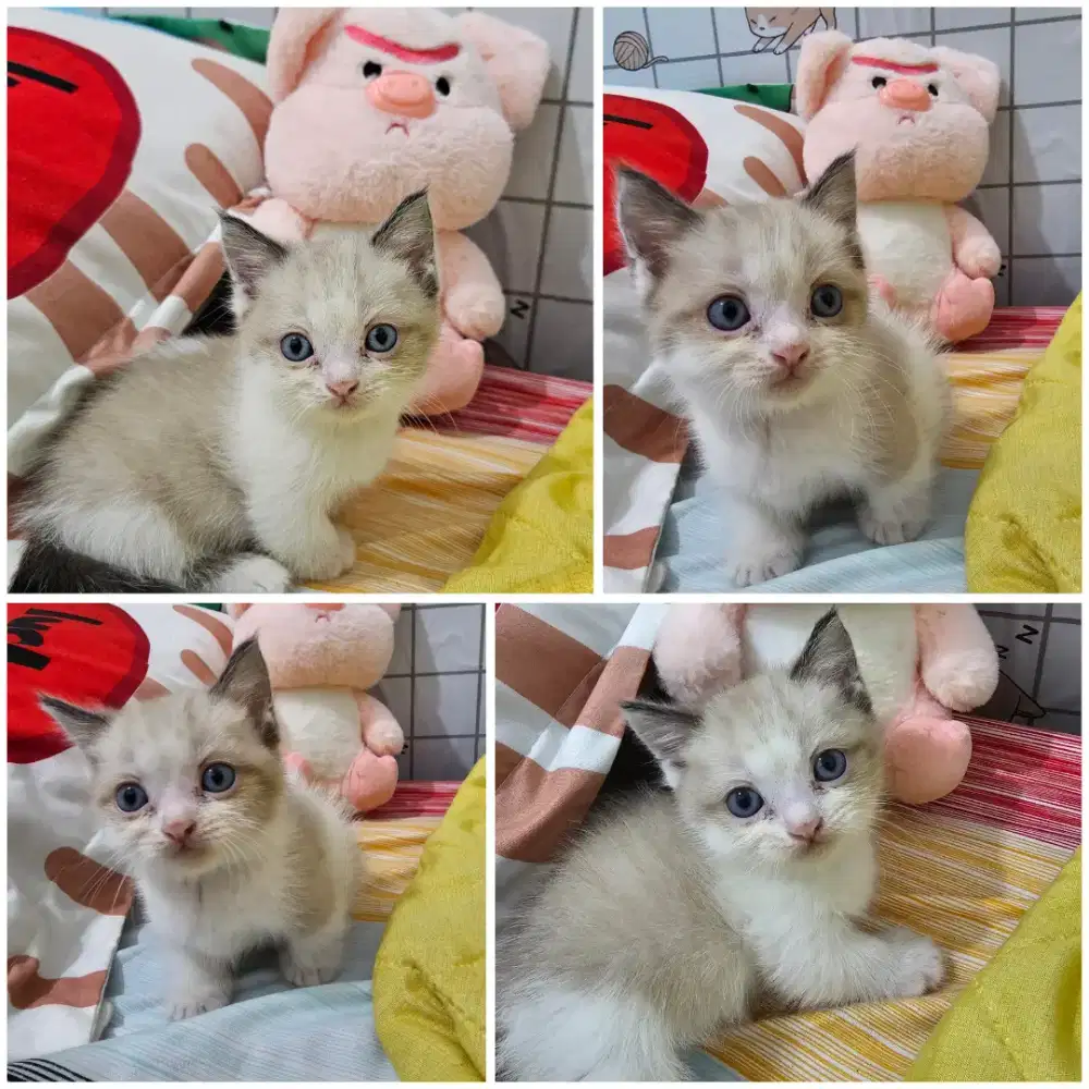 Munchkin gaelic kitten jantan