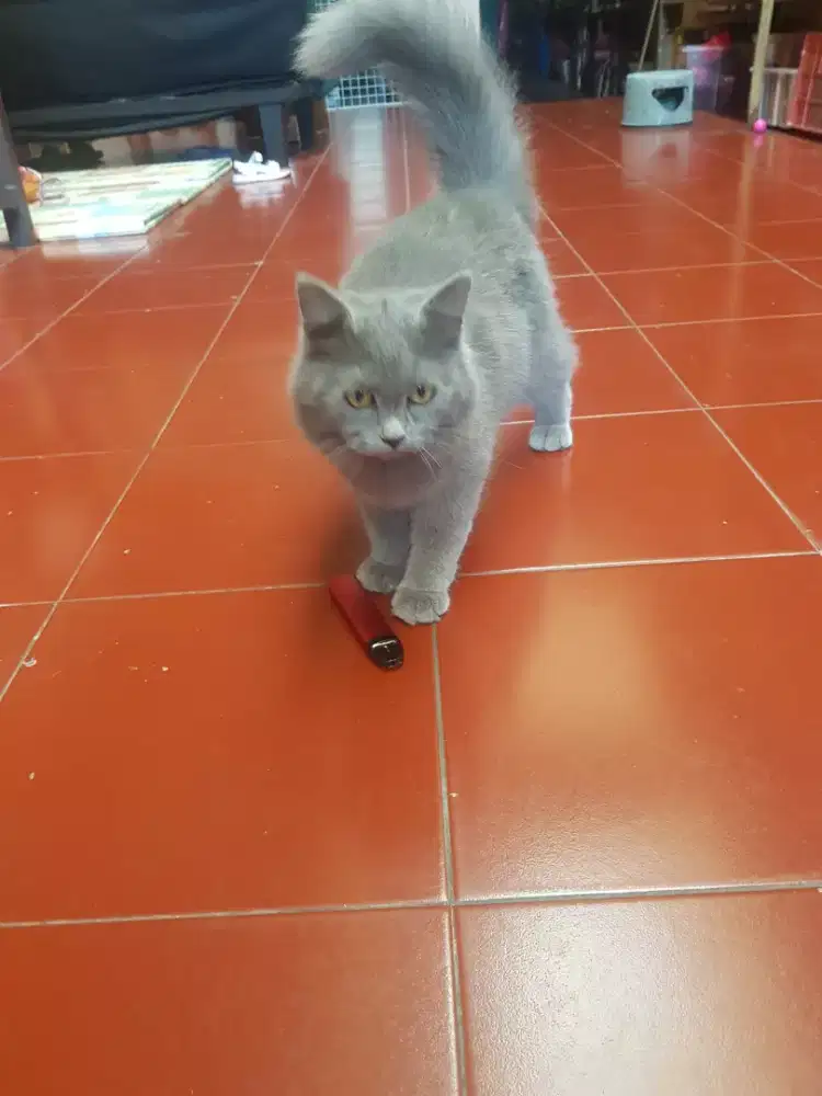 Kitten remaja bsh abu abu solid