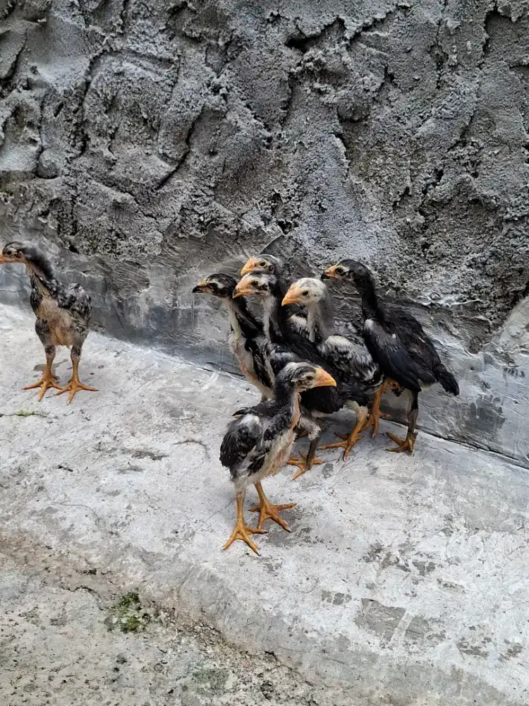 Anakan ayam shamo line zuchter