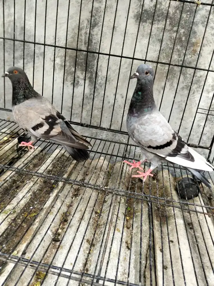 Burung dara pasangan