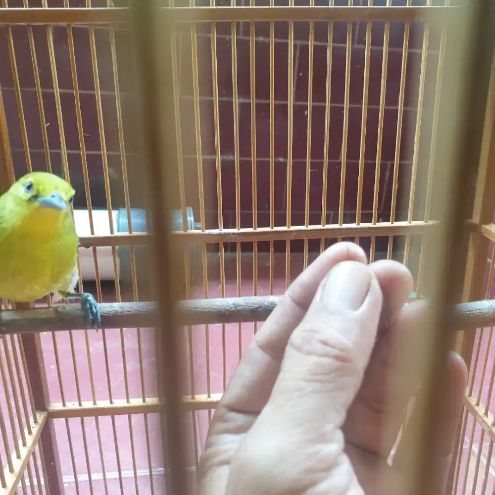 Cipow jantan dewasa sesuai foto