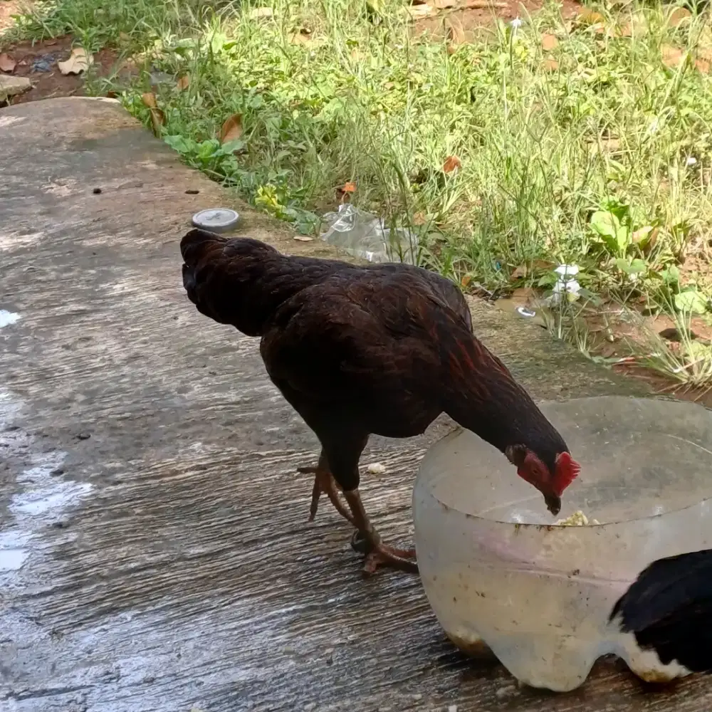 Ayam kampung 2 ekor