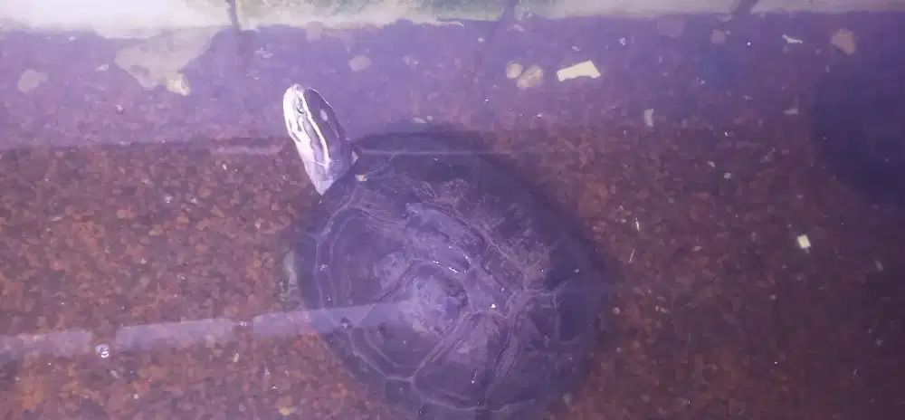 Kura kura ambon sepasang