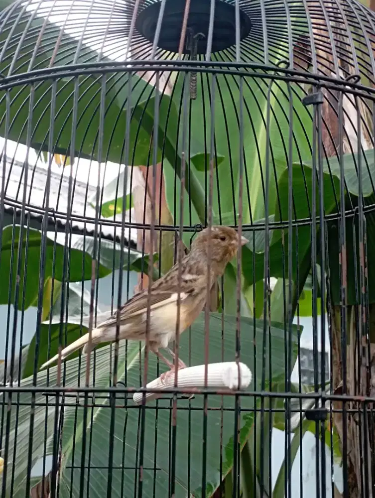 Burung Kenari rajin bunyi ngerol menuju gacor