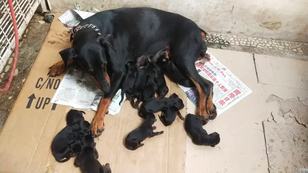 Pupies dobermen