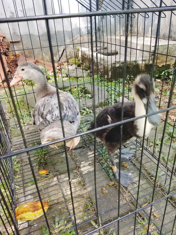 Di jual entog jenis rambo,usia hampir 5 bulan