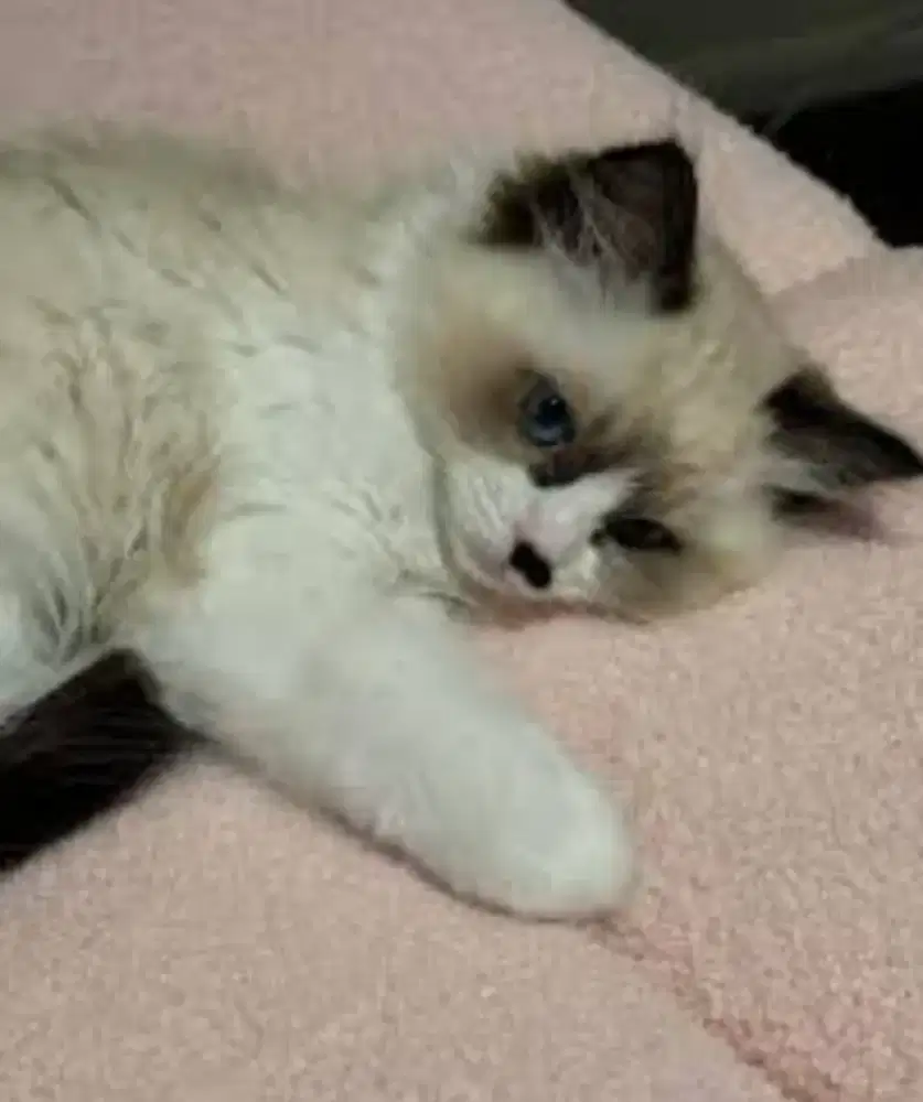 Reg Doll empat bulan betina