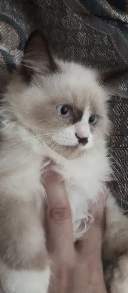 Lepas adop.Reg Doll empat bulan betina