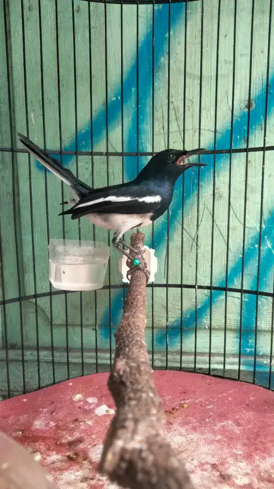 Kacer Dada Putih Jawa Barat Bodi Gede Panjang Super Prospekan