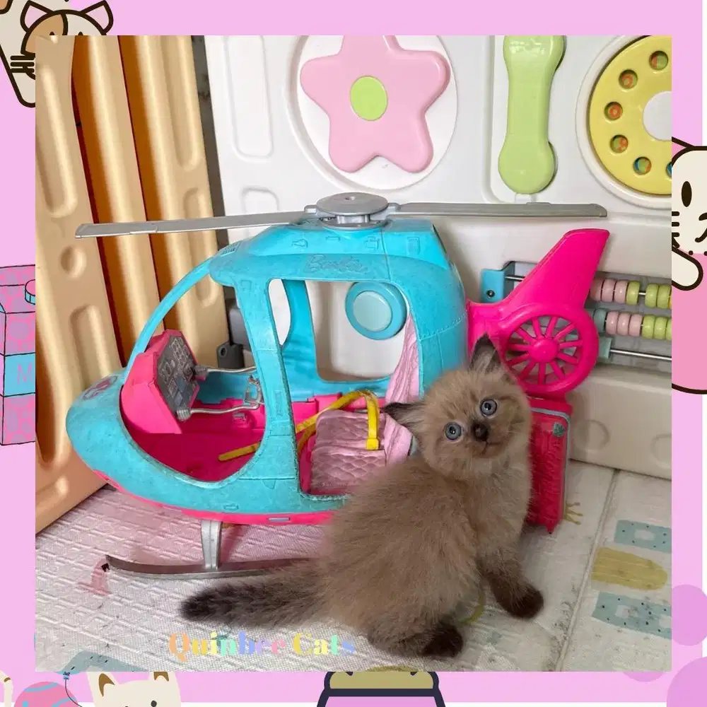 Kucing Himalaya Betina chocolate Cinnamon