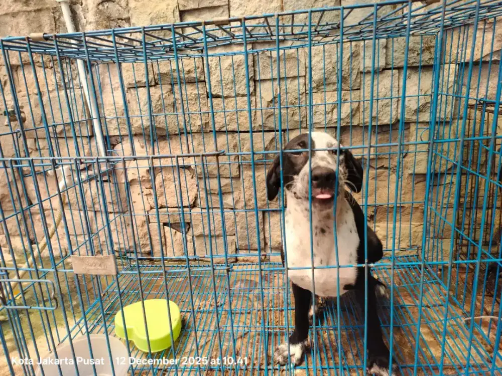 PUPPIES LABRADOR 3 EKOR ( 2Jantan & 1 Betina )