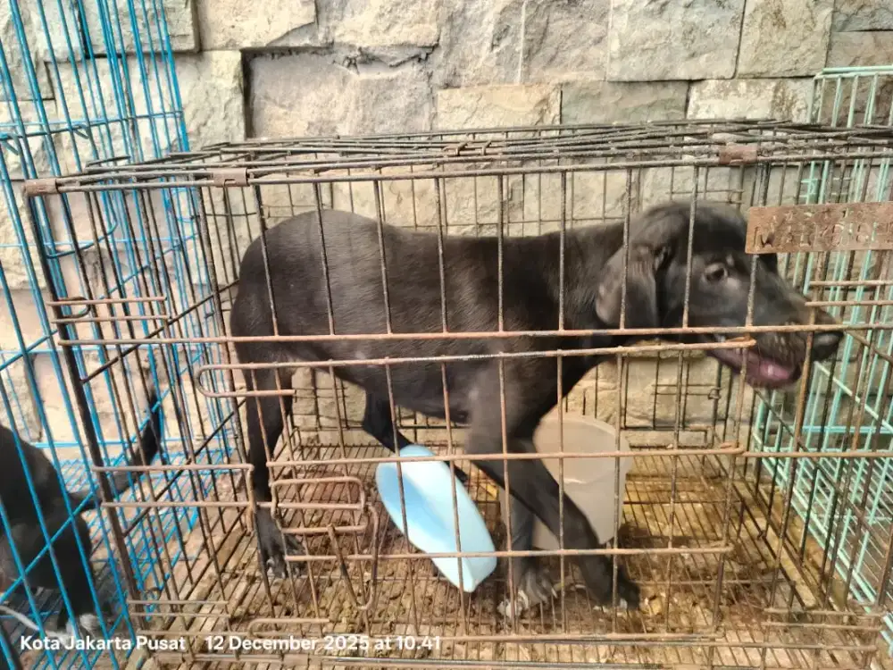 PUPPIES LABRADOR 1 EKOR BETINA