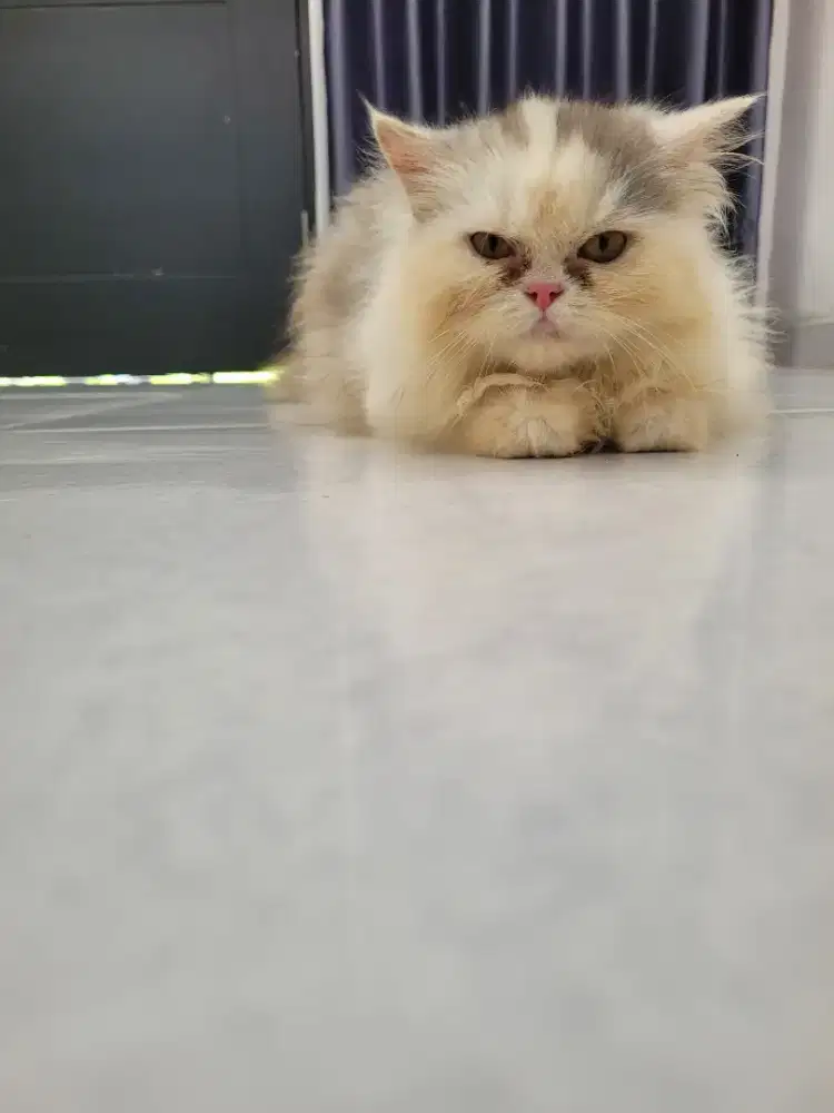 Anakan persia longhair